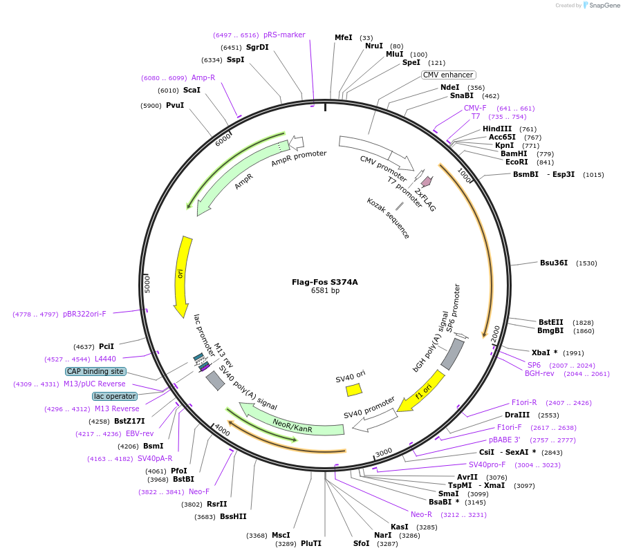 118302-plasmid-map-sequence-id-227800