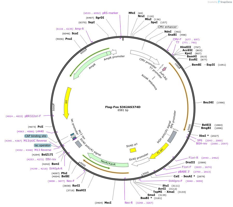 118304-plasmid-map-sequence-id-227802