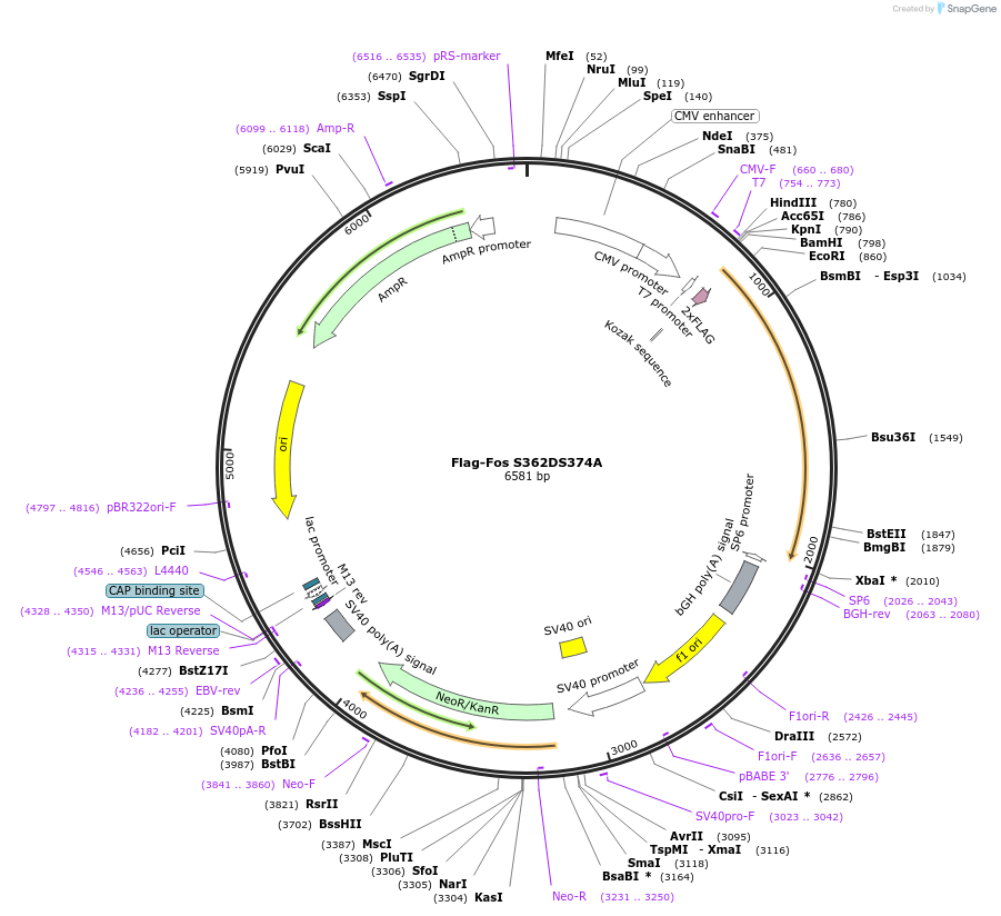 118305-plasmid-map-sequence-id-227805