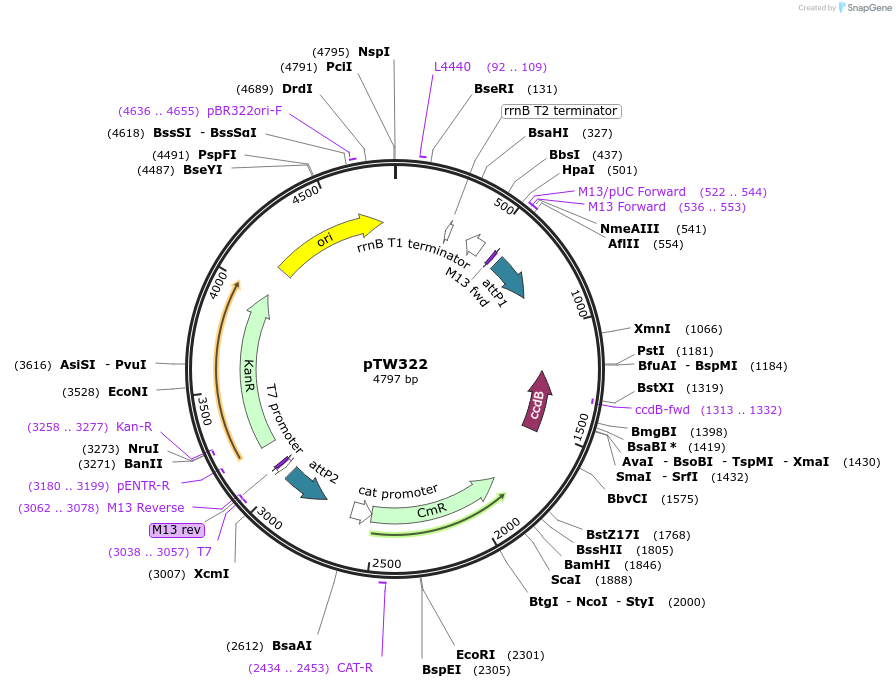 115953-plasmid-map-sequence-id-227885