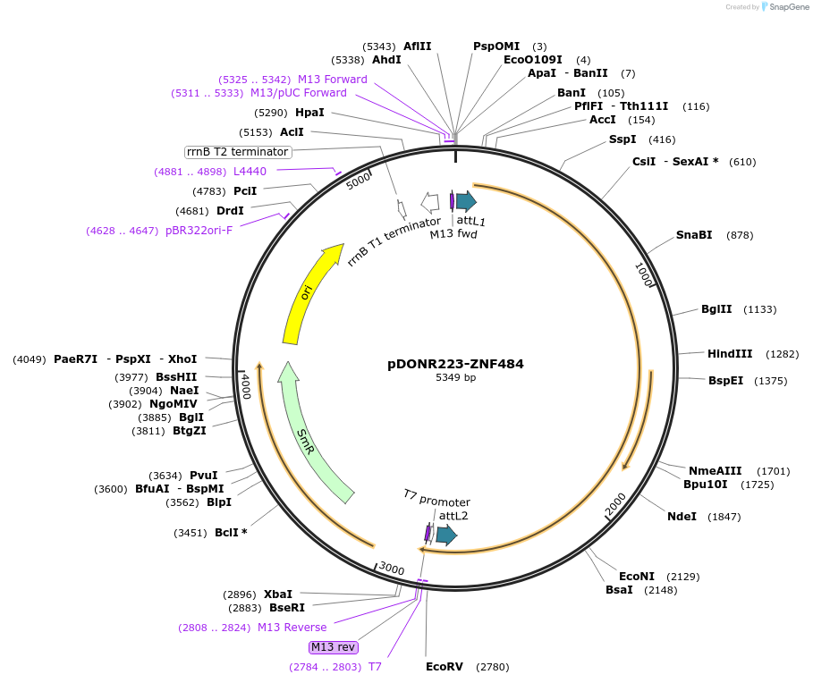 88047-plasmid-map-sequence-id-227900