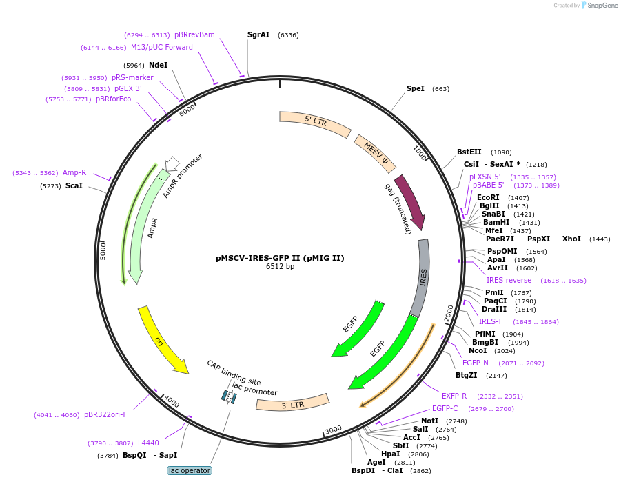 52107-plasmid-map-sequence-id-227902