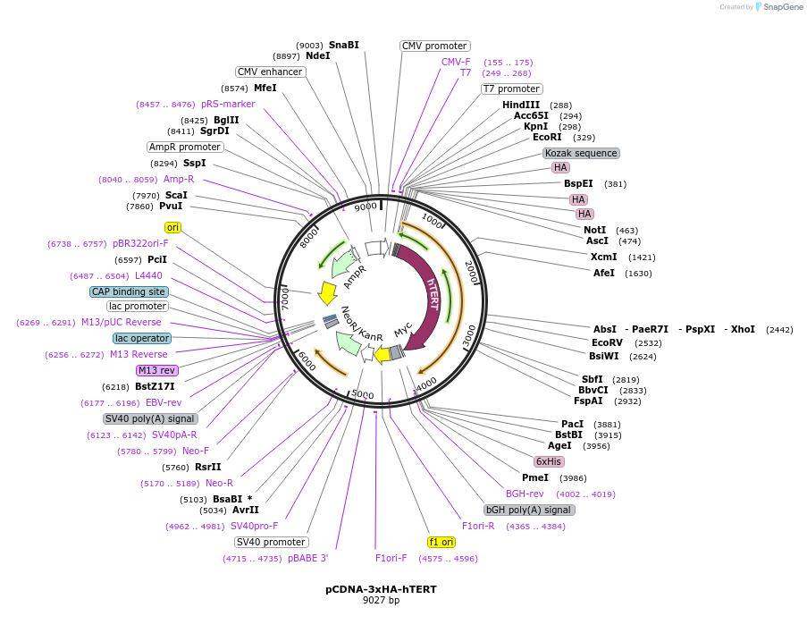 51637-plasmid-map-sequence-id-227911