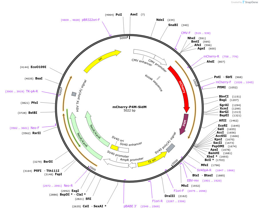 51471-plasmid-map-sequence-id-227922