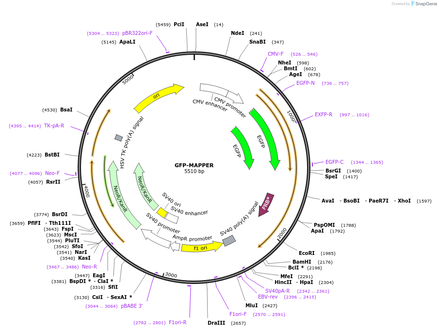 117721-plasmid-map-sequence-id-227974