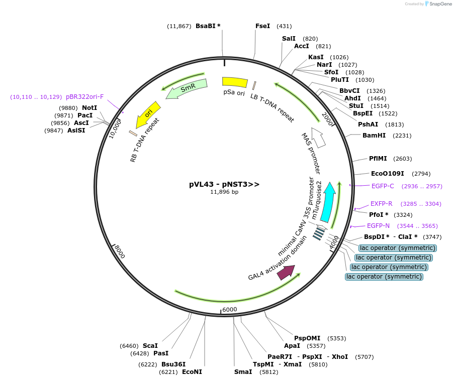 116009-plasmid-map-sequence-id-227979