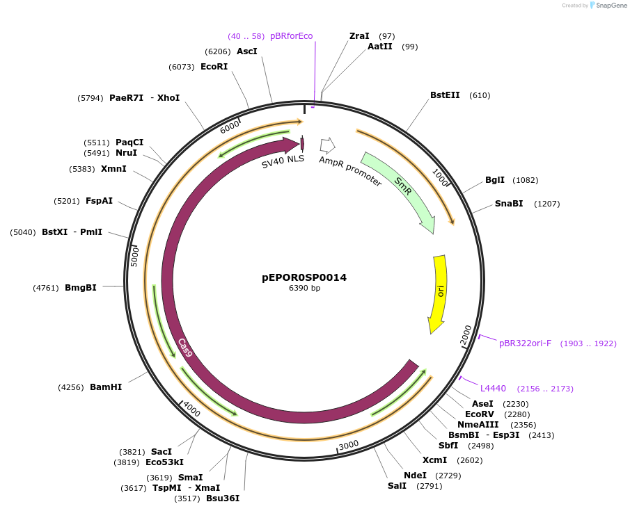 117524-plasmid-map-sequence-id-227986