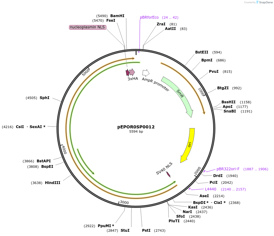 117533-plasmid-map-sequence-id-228013