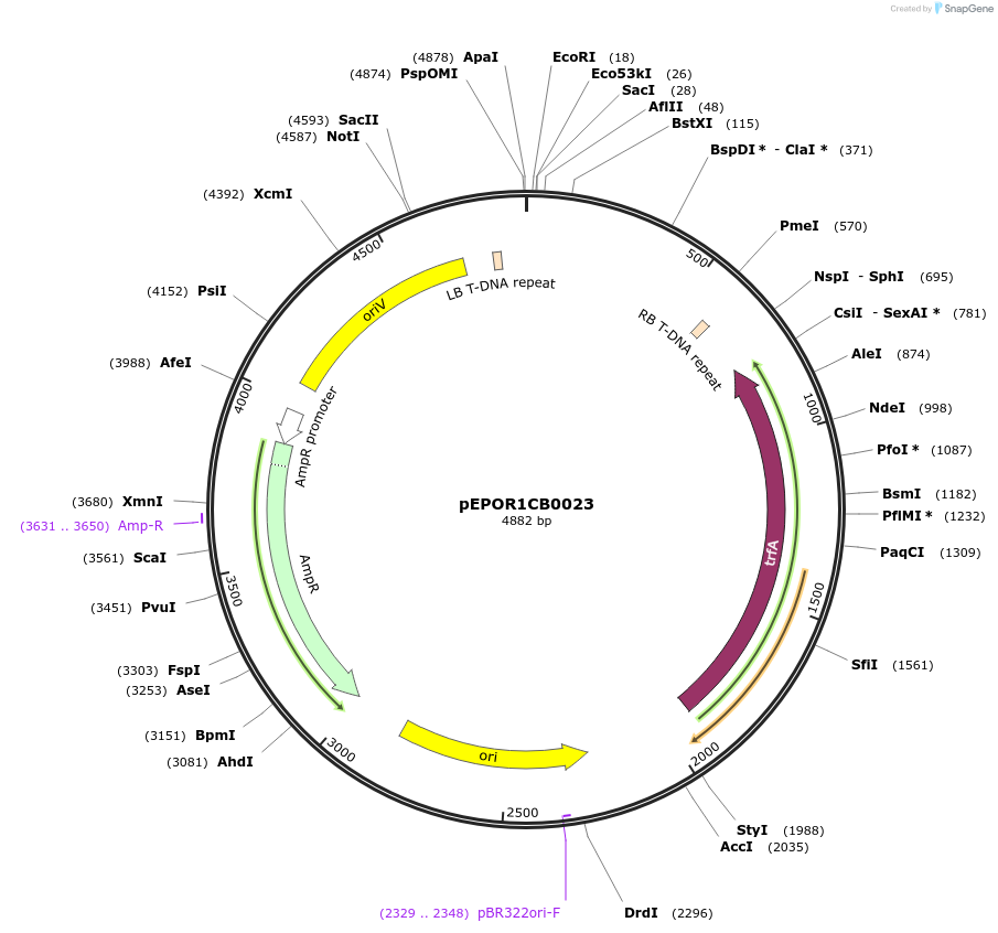 117538-plasmid-map-sequence-id-228054