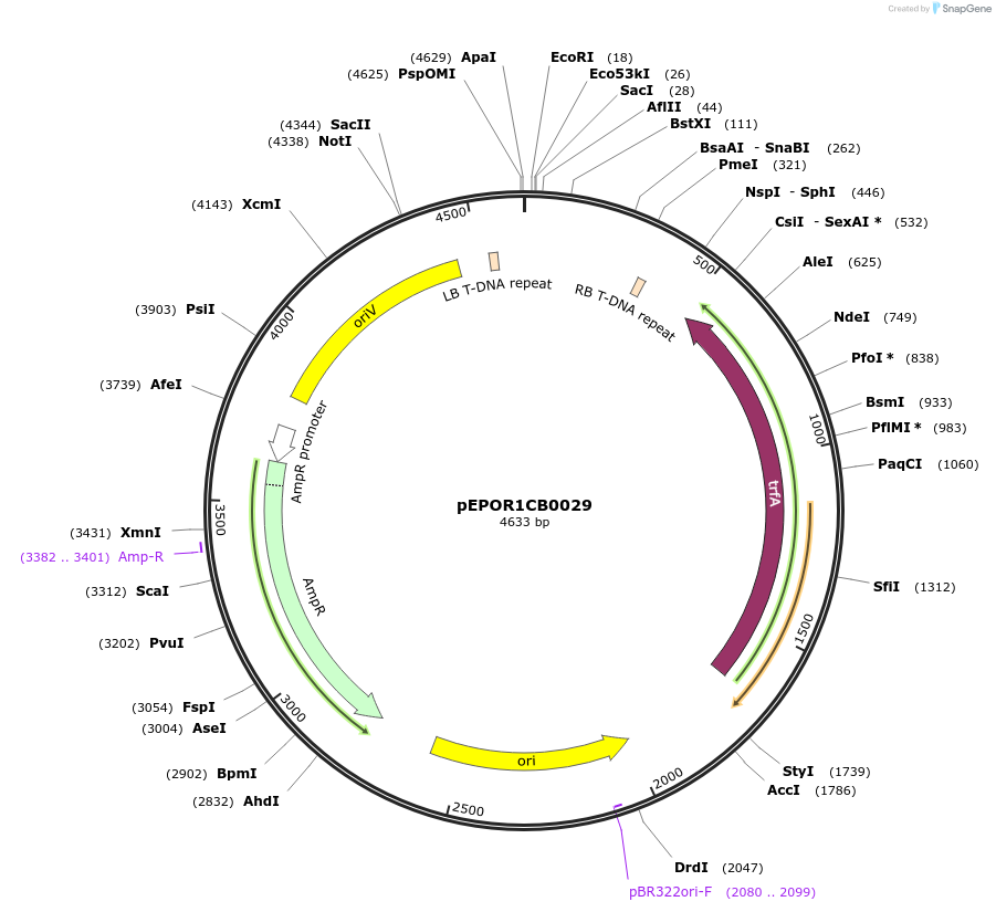 117541-plasmid-map-sequence-id-228060