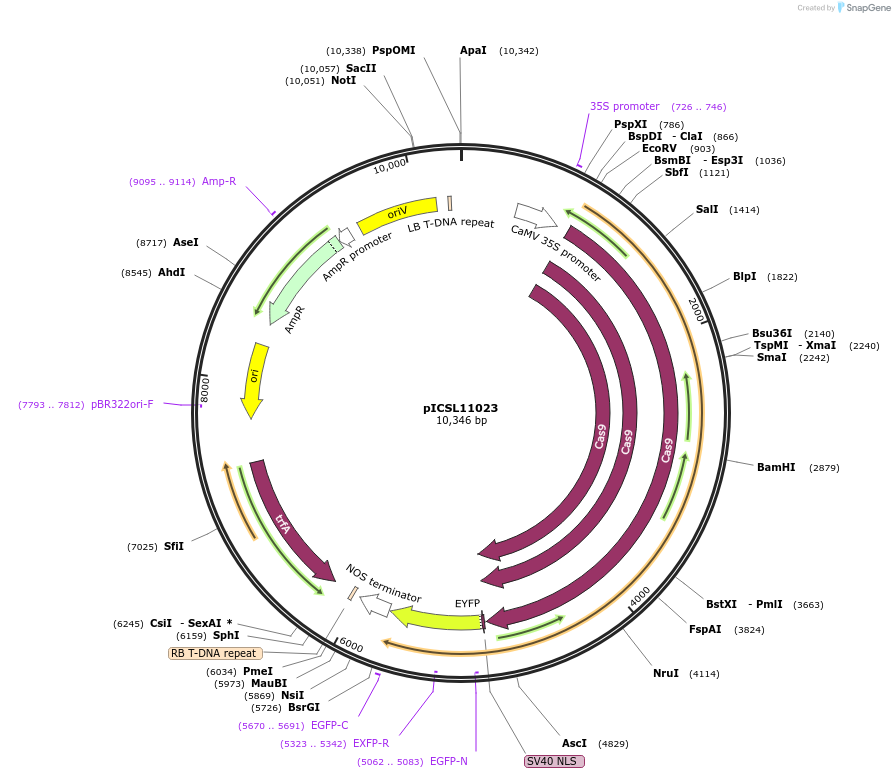 117542-plasmid-map-sequence-id-228061