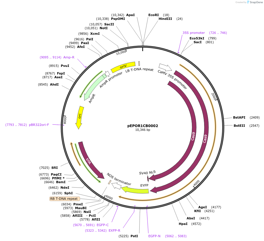 117543-plasmid-map-sequence-id-228068