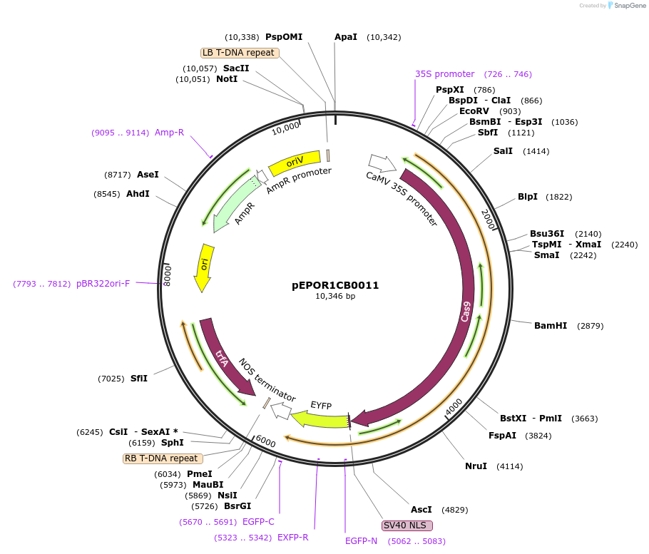 117547-plasmid-map-sequence-id-228085