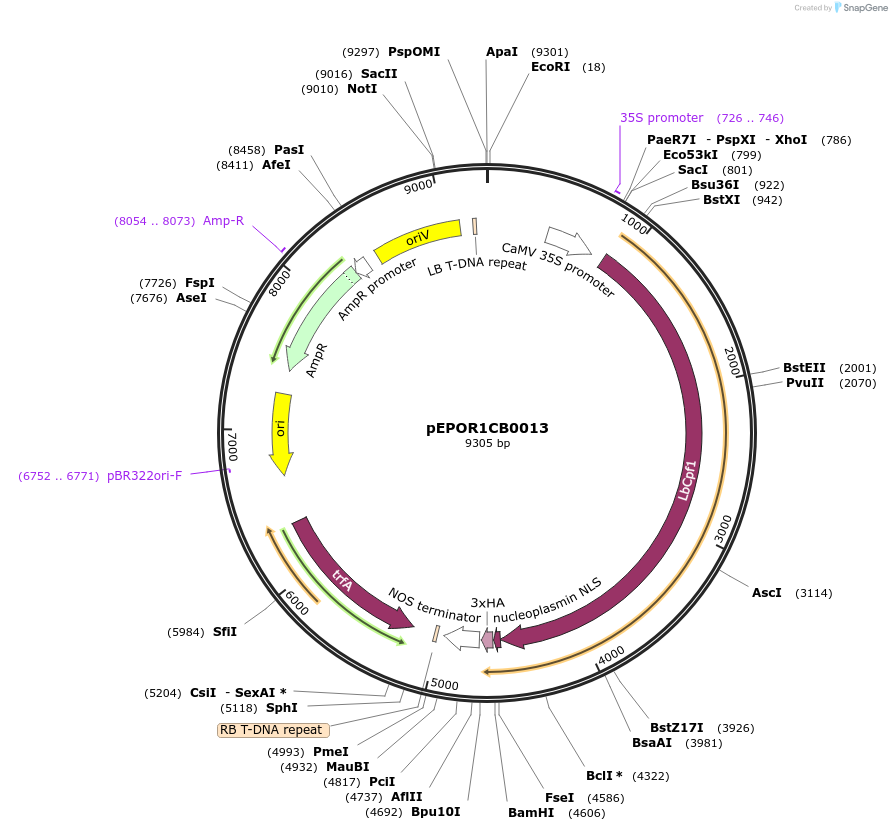 117549-plasmid-map-sequence-id-228087