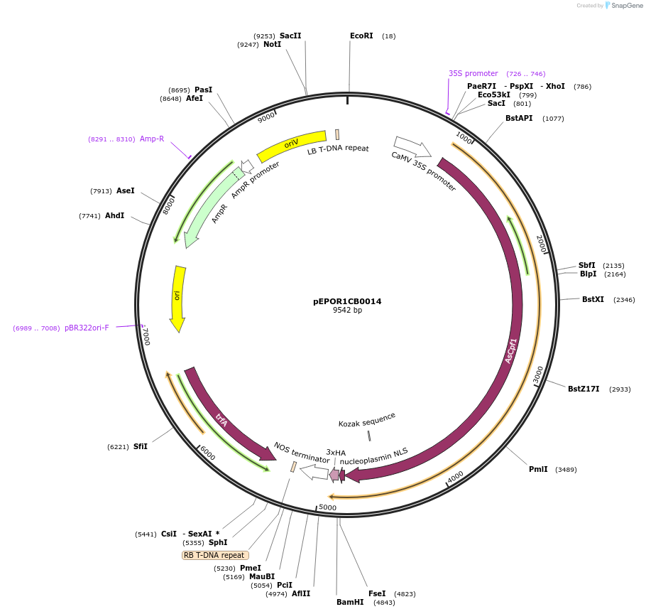 117550-plasmid-map-sequence-id-228088