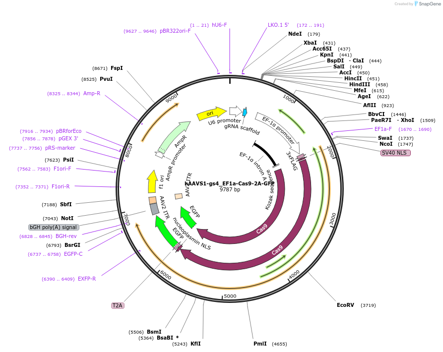 118414-plasmid-map-sequence-id-228089