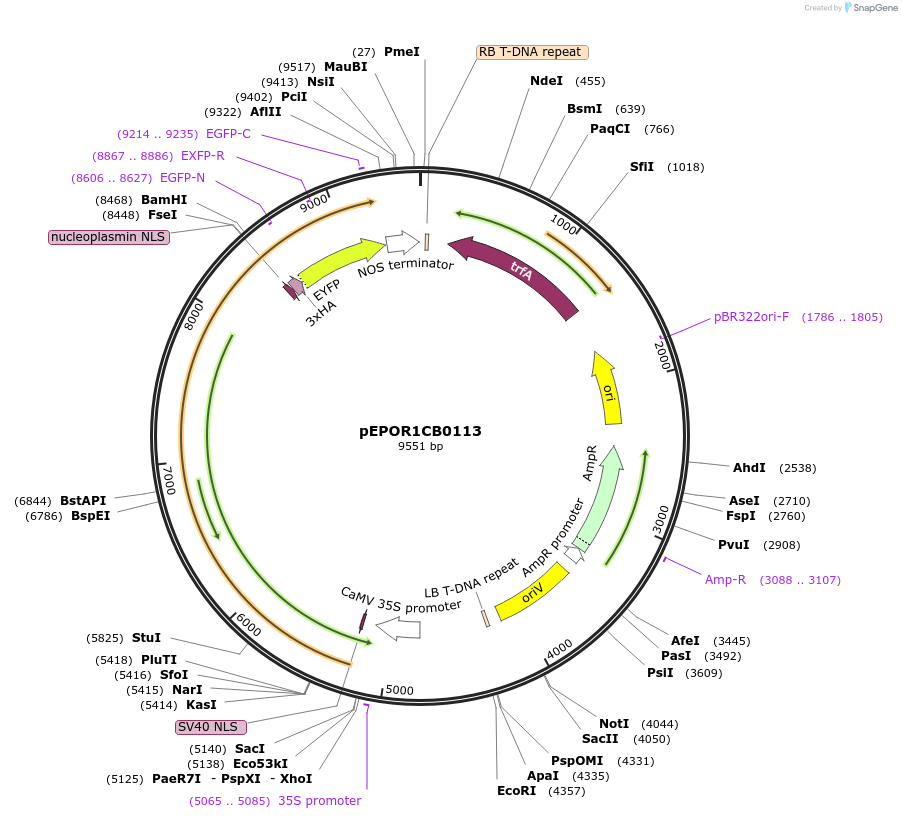 117552-plasmid-map-sequence-id-228090
