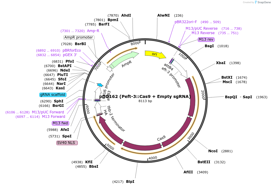 47549-plasmid-map-sequence-id-228099