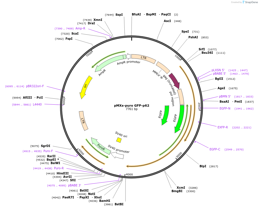 38277-plasmid-map-sequence-id-228102
