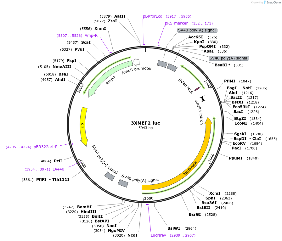 32967-plasmid-map-sequence-id-228104