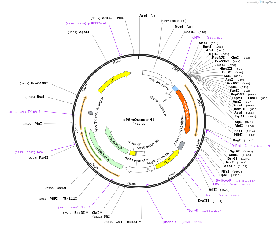 31898-plasmid-map-sequence-id-228105