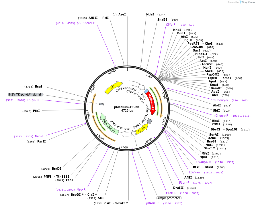 31911-plasmid-map-sequence-id-228107