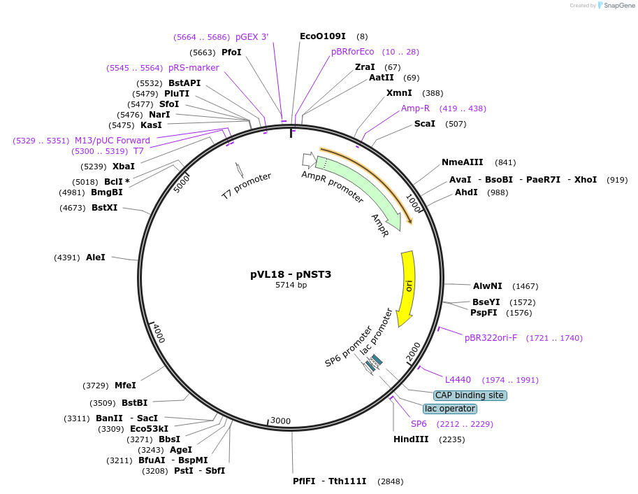 116018-plasmid-map-sequence-id-228117