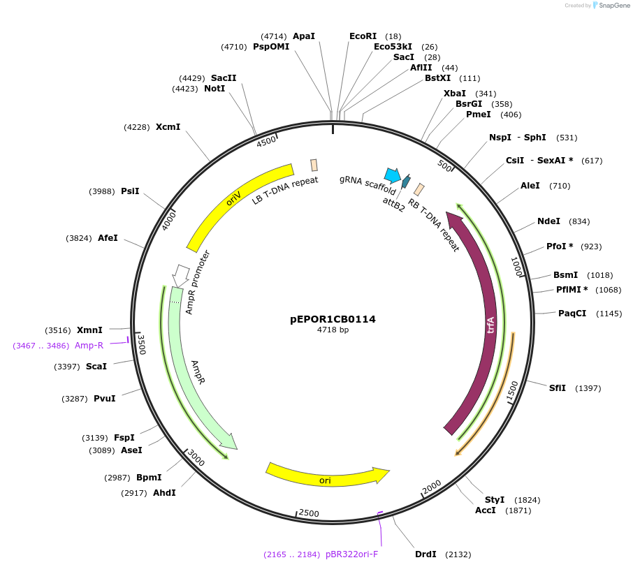 117553-plasmid-map-sequence-id-228150
