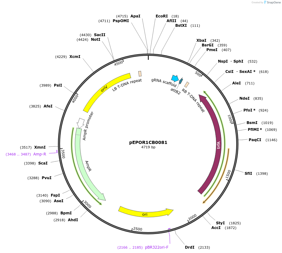 117561-plasmid-map-sequence-id-228160