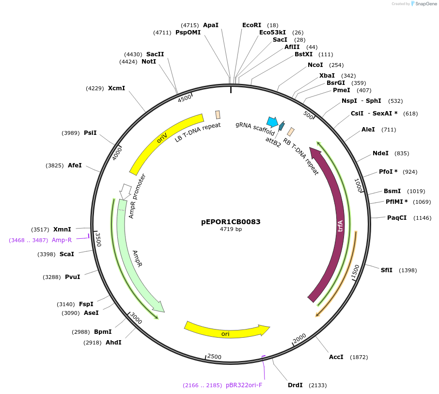117562-plasmid-map-sequence-id-228161