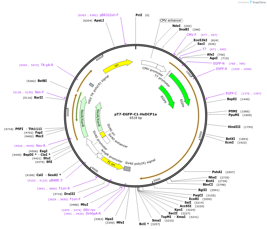 25030-plasmid-map-sequence-id-228181
