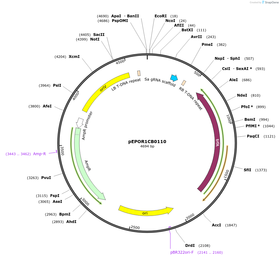 117573-plasmid-map-sequence-id-228192