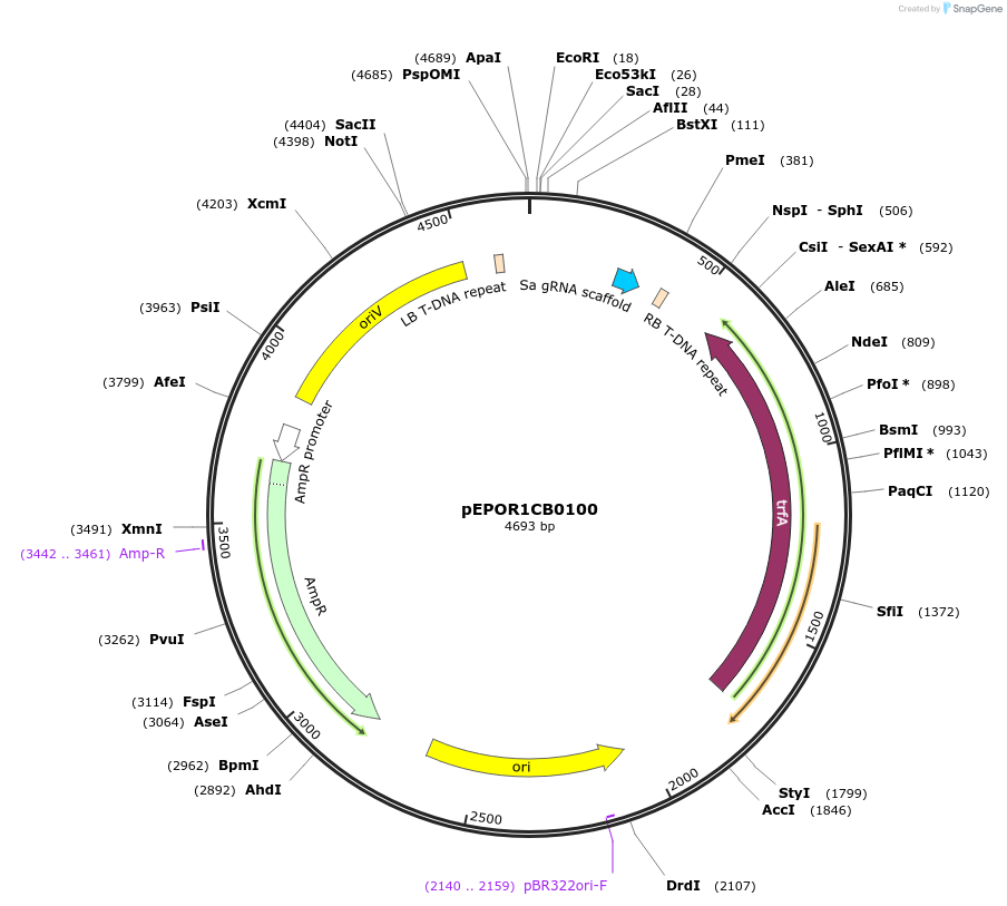 117574-plasmid-map-sequence-id-228193