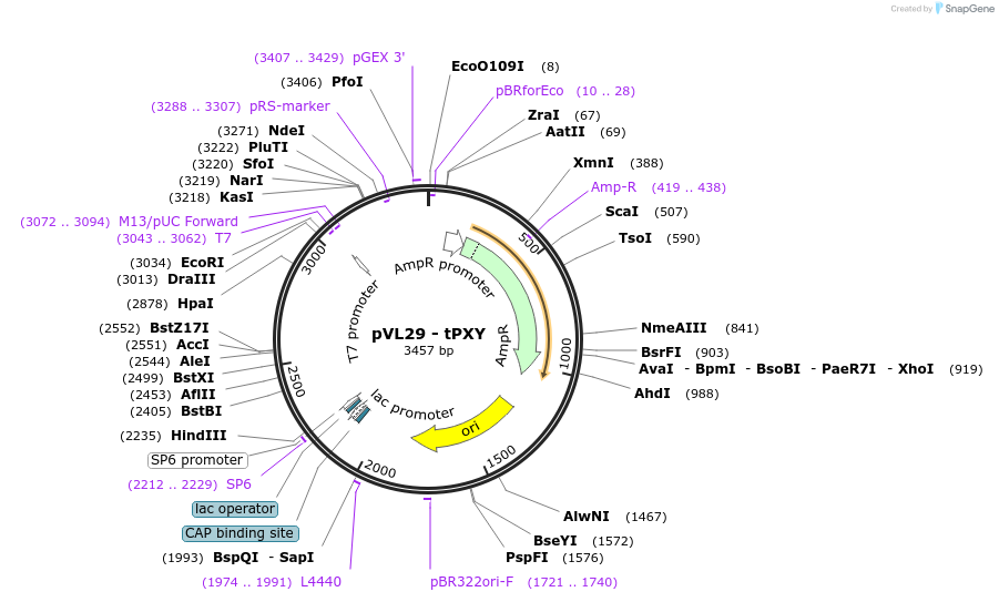 116026-plasmid-map-sequence-id-228204
