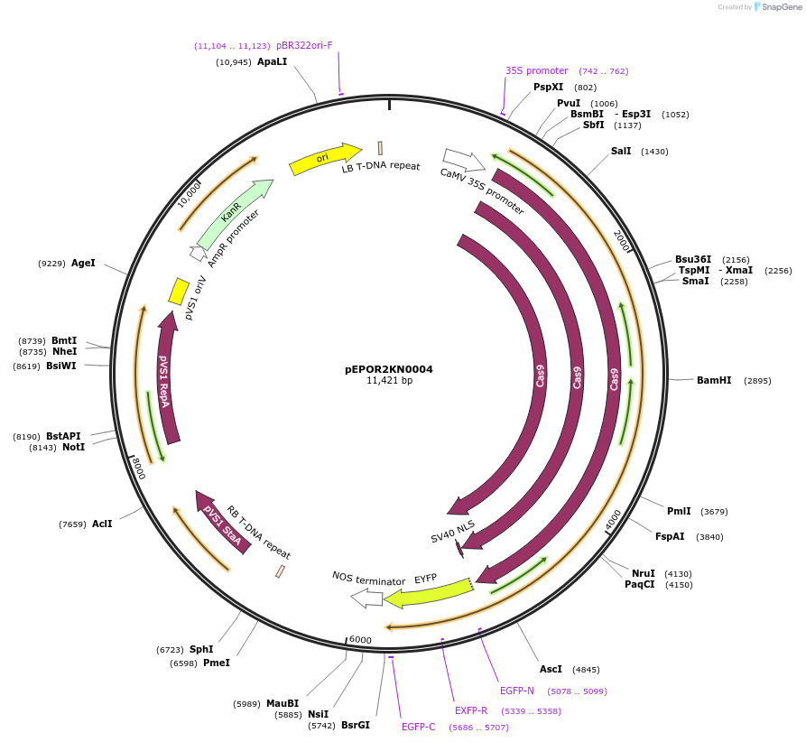 117579-plasmid-map-sequence-id-228207