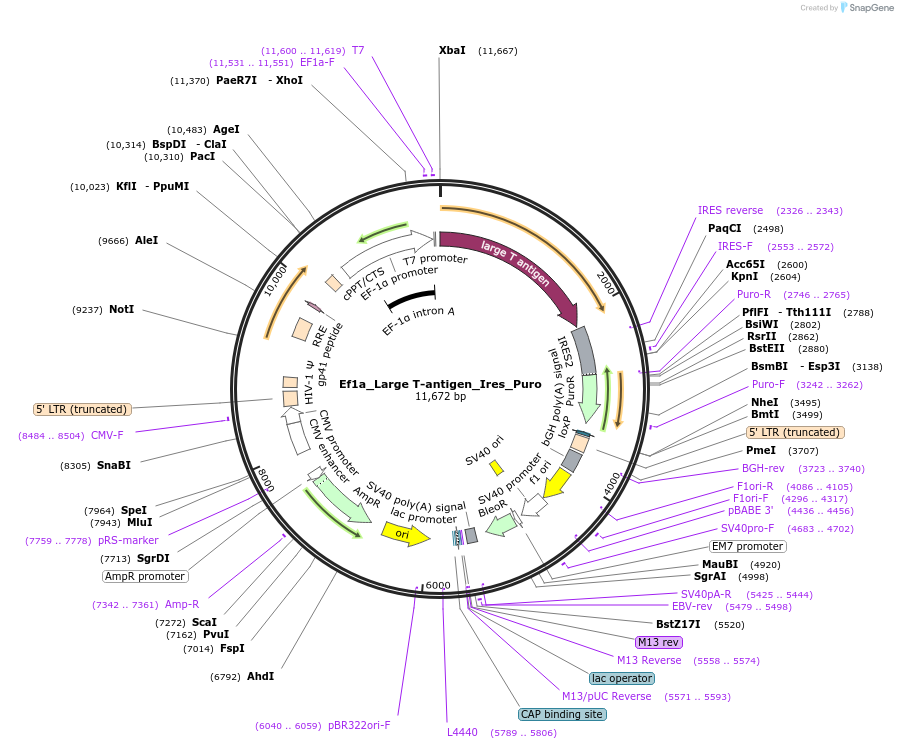 18922-plasmid-map-sequence-id-228208