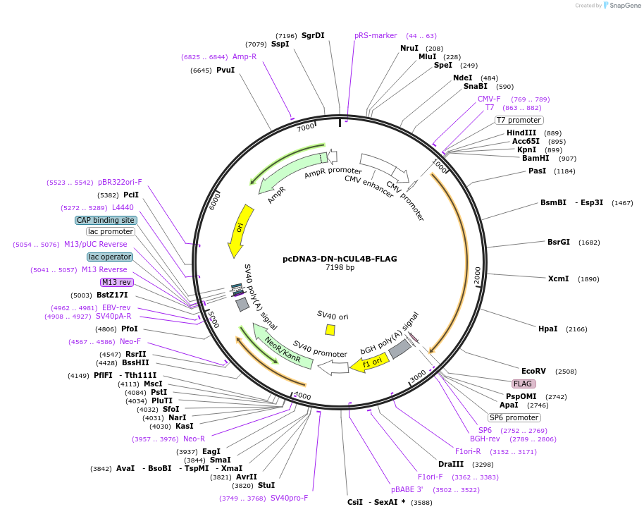 15822-plasmid-map-sequence-id-228216