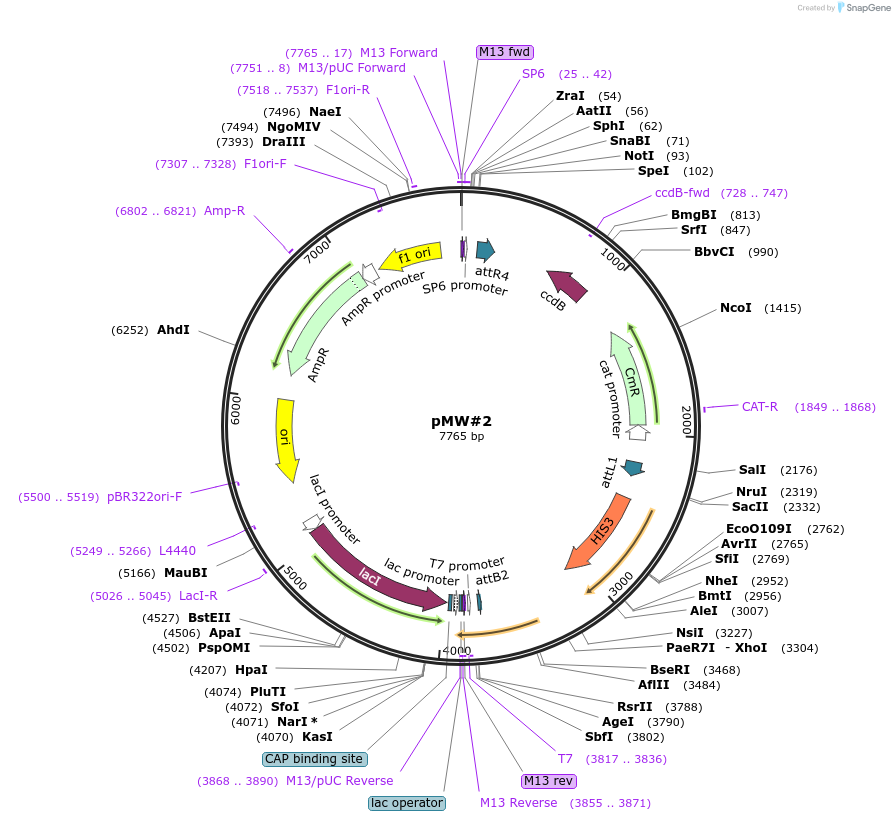13349-plasmid-map-sequence-id-228217