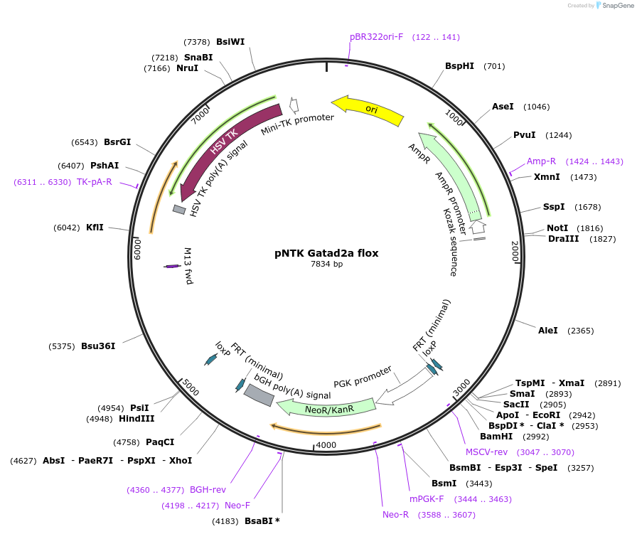 110812-plasmid-map-sequence-id-228223