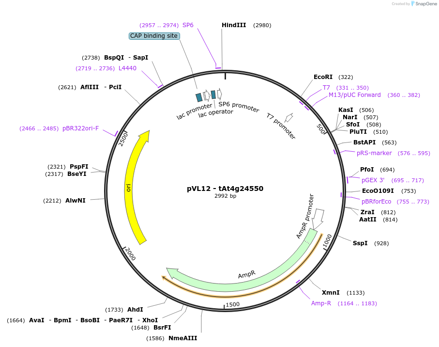116032-plasmid-map-sequence-id-228245