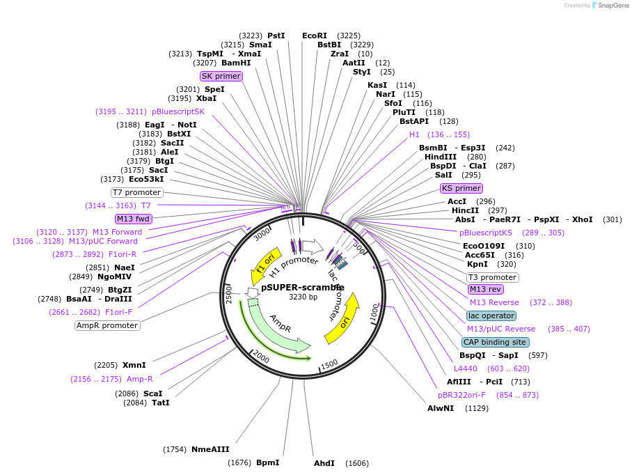 118349-plasmid-map-sequence-id-228246