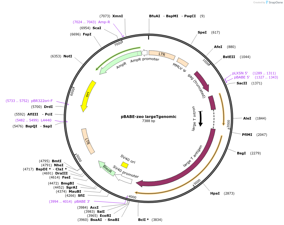 1778-plasmid-map-sequence-id-228258