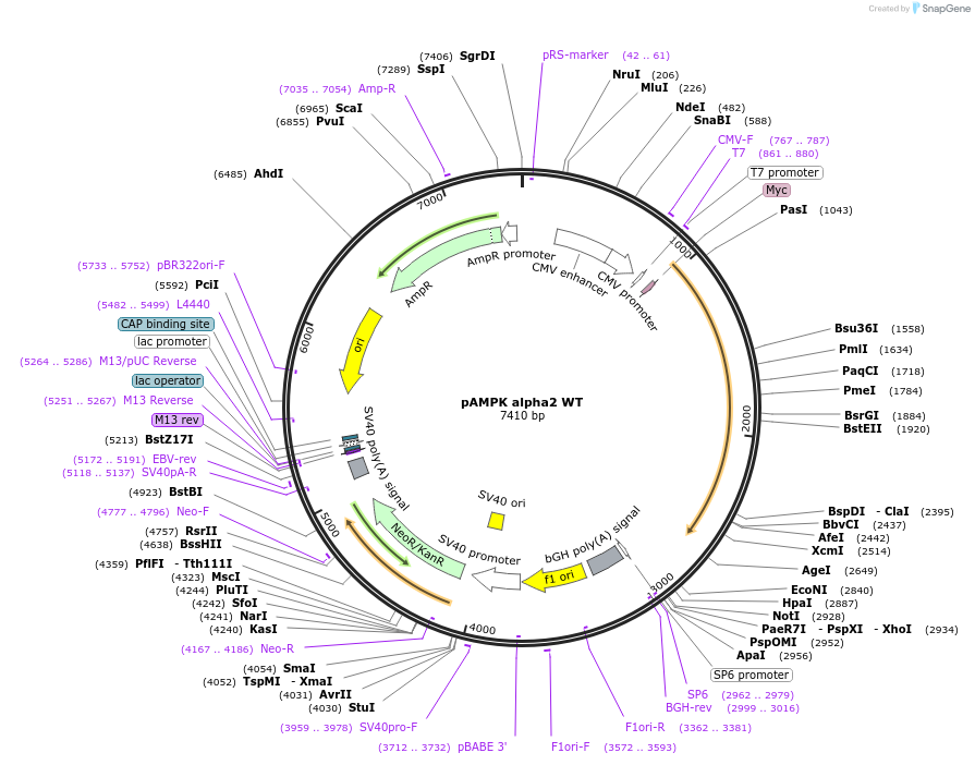 15991-plasmid-map-sequence-id-228263