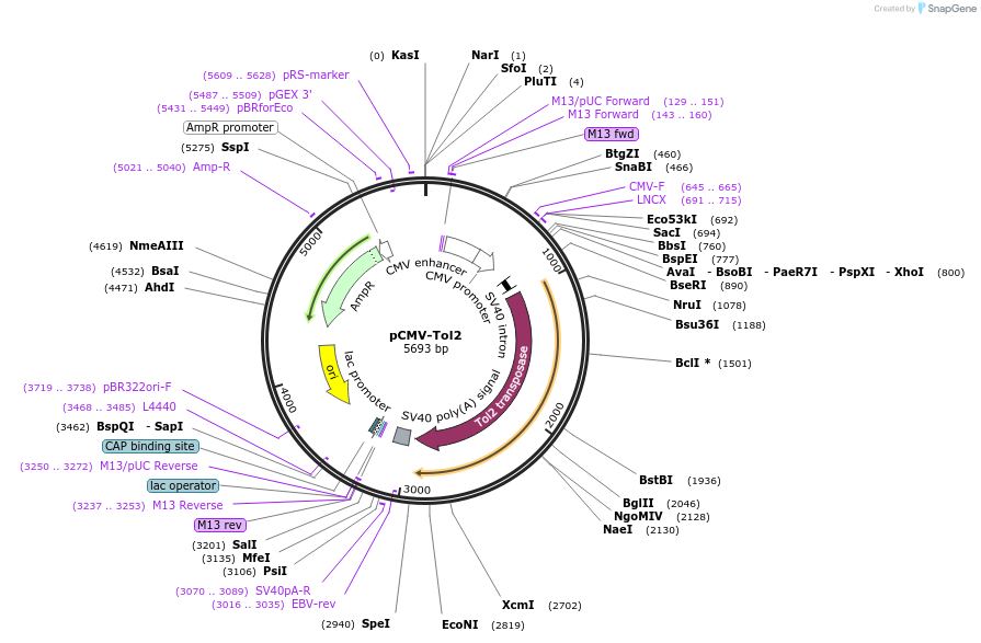 31823-plasmid-map-sequence-id-228277