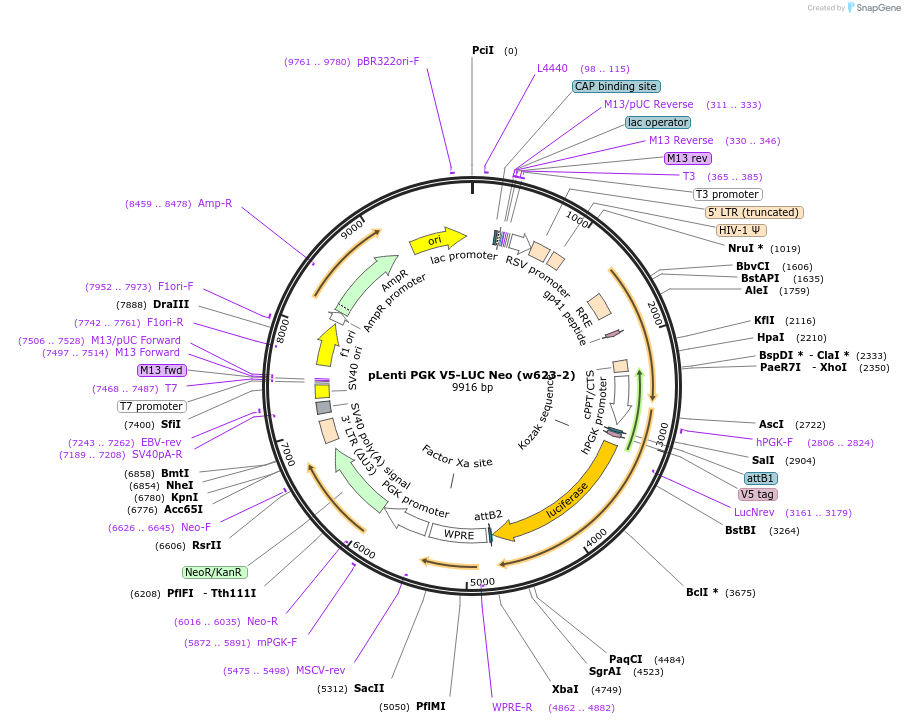 21471-plasmid-map-sequence-id-228281