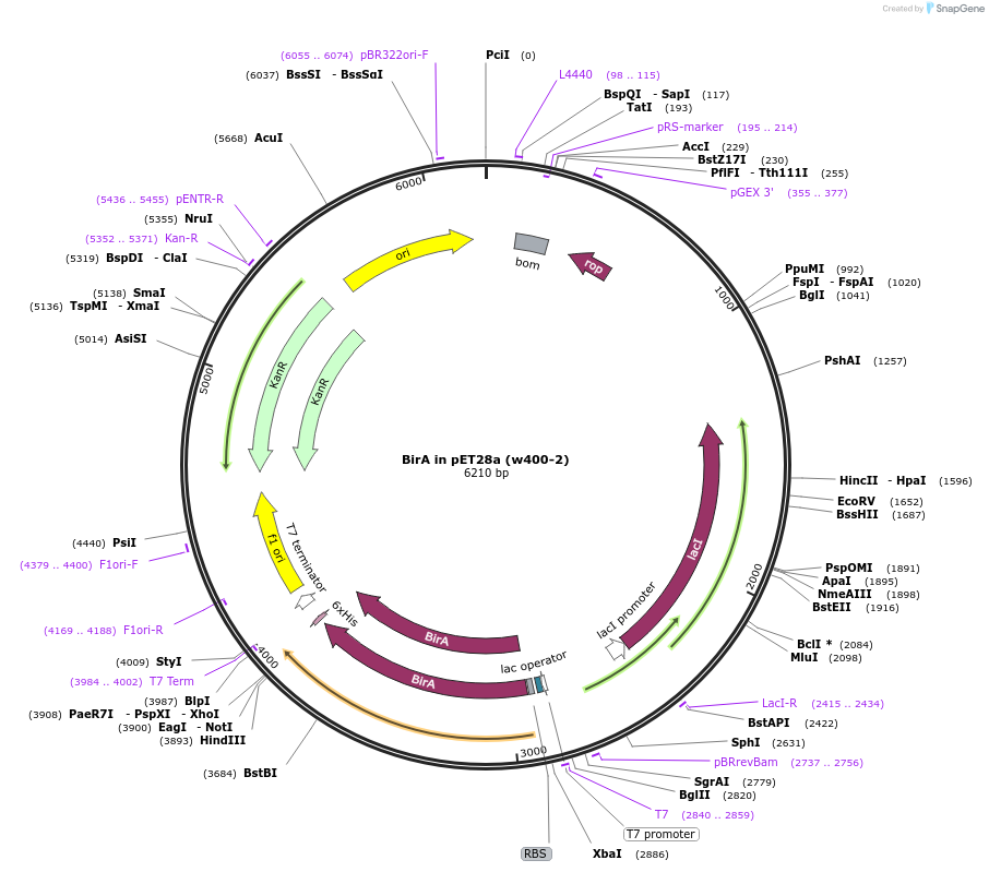 26624-plasmid-map-sequence-id-228306