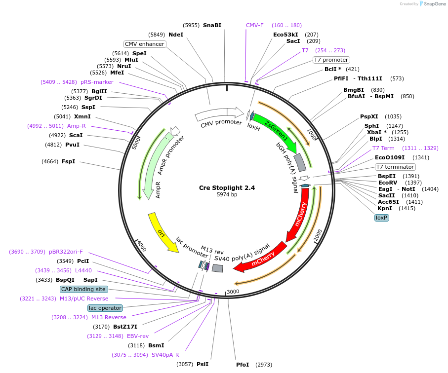 37402-plasmid-map-sequence-id-228321