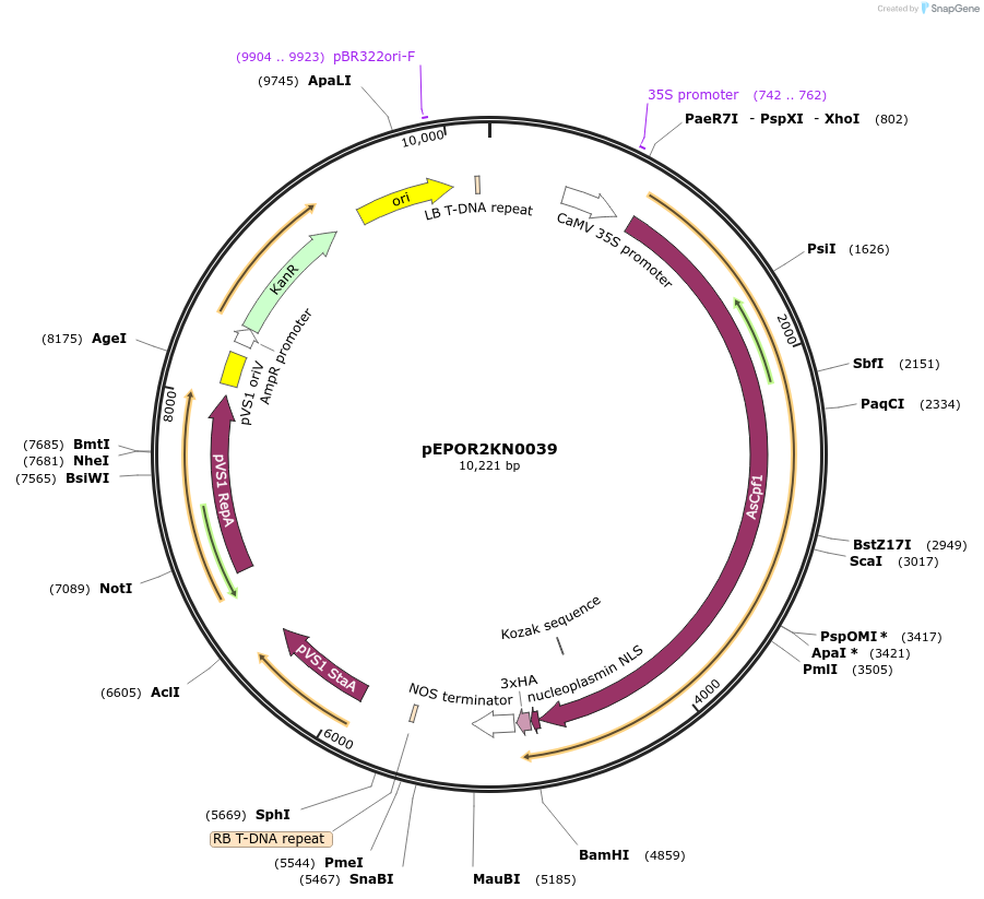 117606-plasmid-map-sequence-id-228336