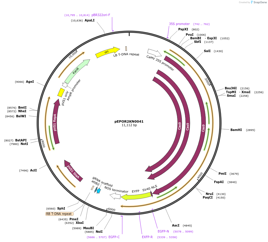117608-plasmid-map-sequence-id-228338