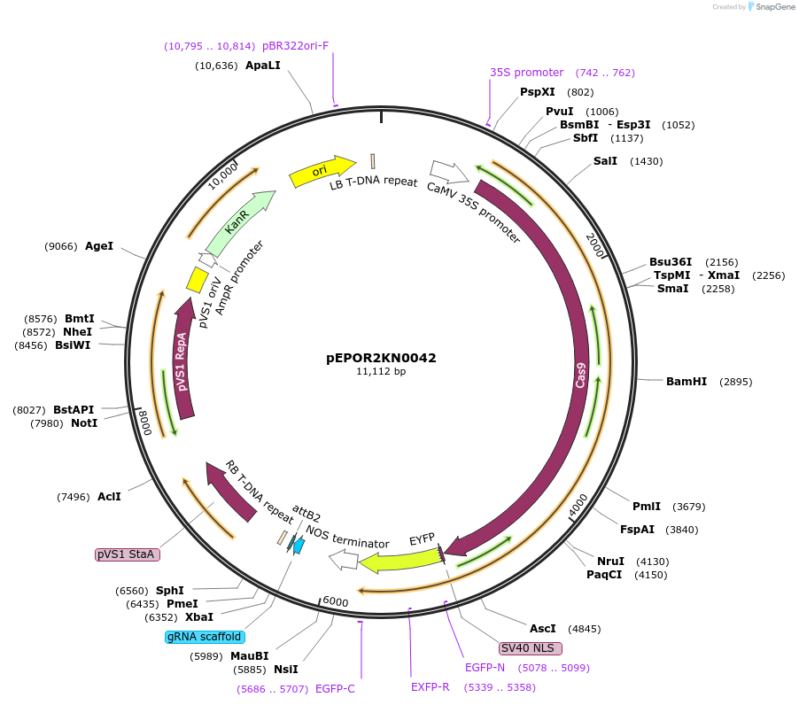 117609-plasmid-map-sequence-id-228339
